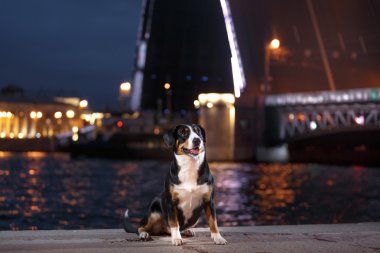 Entlebucher dağın köpek, Sennenhund bir gecede yürür.