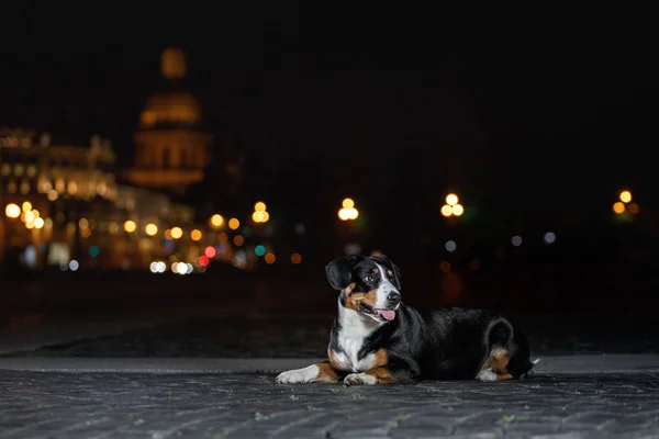 Entlebucher Mountain Dog, Sennenhund pasea en una noche —  Fotos de Stock