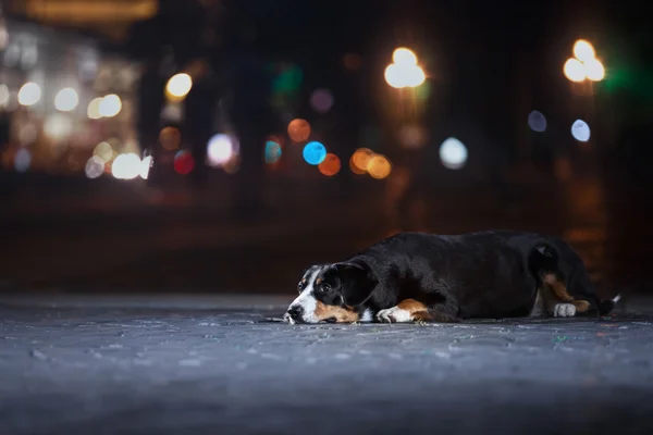 Entlebucher Mountain Dog, Sennenhund pasea en una noche — Foto de Stock