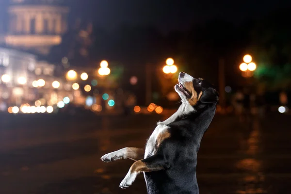 Entlebucher Mountain Dog, Sennenhund pasea en una noche —  Fotos de Stock