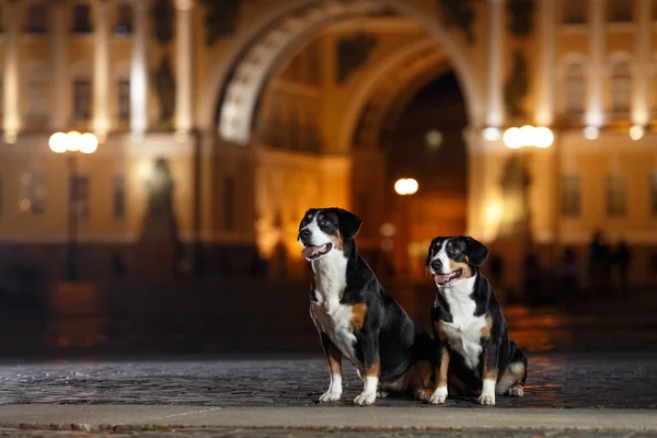 Entlebucher Sennenhund geht nachts spazieren — Stockfoto