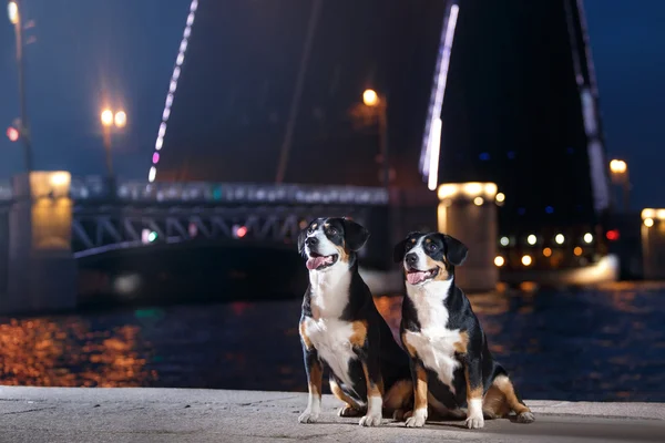 Entlebucher dağın köpek, Sennenhund bir gecede yürür.