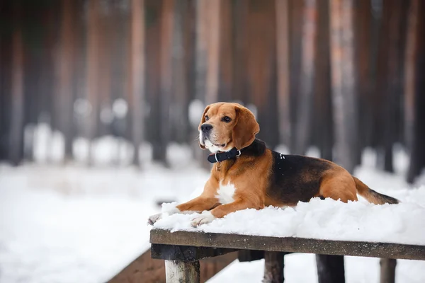 Pies rasy Beagle, chodzenie w zimie, portret — Zdjęcie stockowe