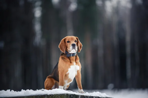 Pies rasy Beagle, chodzenie w zimie, portret — Zdjęcie stockowe