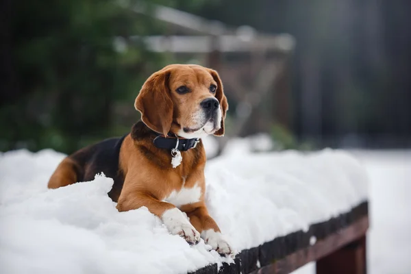 Σκύλο φυλής Beagle περπάτημα το χειμώνα, πορτρέτο — Φωτογραφία Αρχείου