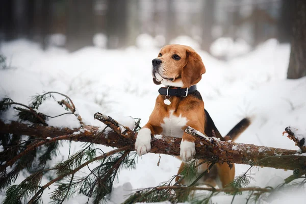 Pies rasy Beagle, chodzenie w zimie, portret — Zdjęcie stockowe