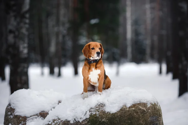 Pies rasy Beagle, chodzenie w zimie, portret — Zdjęcie stockowe