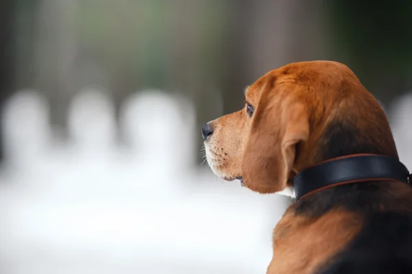 Race de chien Beagle marche en hiver, portrait — Photo