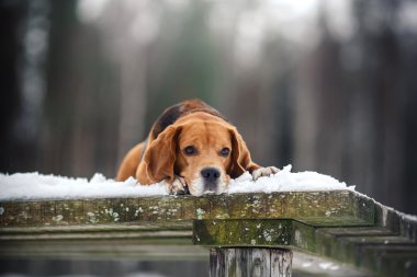 Köpek doğurmak kış aylarında yürüyüş Beagle portre