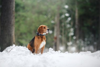 Köpek doğurmak kış aylarında yürüyüş Beagle portre