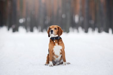 Köpek doğurmak kış aylarında yürüyüş Beagle portre