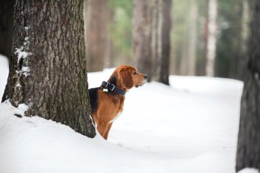 Köpek doğurmak kış aylarında yürüyüş Beagle portre