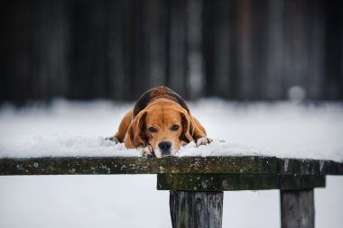 Köpek doğurmak kış aylarında yürüyüş Beagle portre