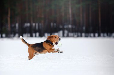 Köpek doğurmak kış ormanda yürüyüş Beagle