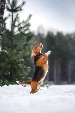 Köpek doğurmak kış ormanda yürüyüş Beagle