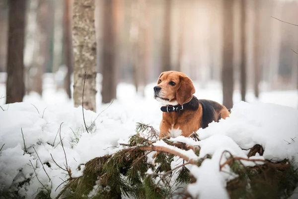 Dog breed Beagle walking in winter, portrait — Stock Photo, Image