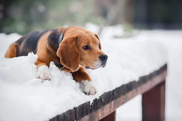 Dog breed Beagle walking in winter, portrait — Stock Photo, Image