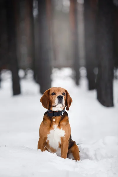 Σκύλο φυλής Beagle περπάτημα το χειμώνα, πορτρέτο — Φωτογραφία Αρχείου