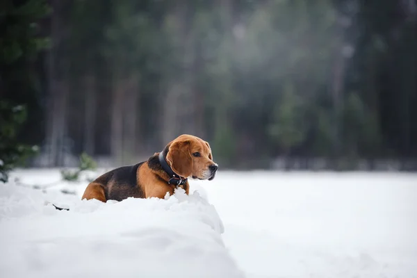 Razza di cane Beagle che cammina in inverno, ritratto — Foto Stock