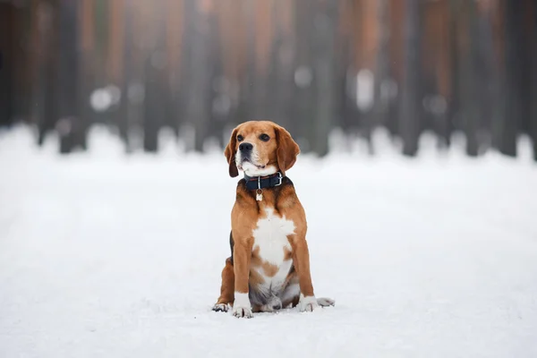 Pies rasy Beagle, chodzenie w zimie, portret — Zdjęcie stockowe