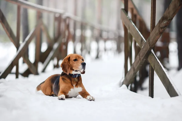 Hund race Beagle gå om vinteren, portræt - Stock-foto