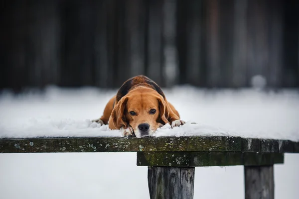 Pies rasy Beagle, chodzenie w zimie, portret — Zdjęcie stockowe