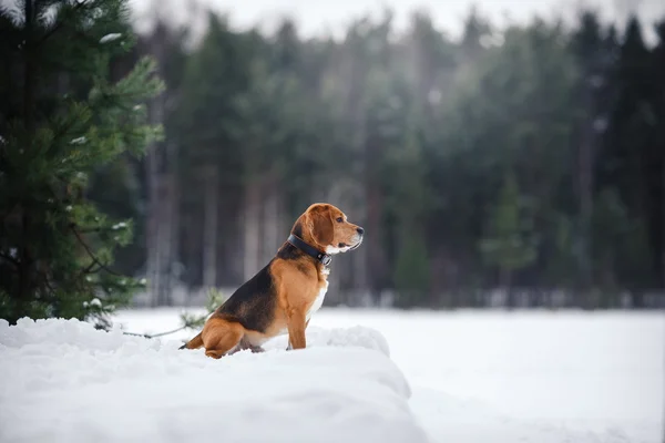 冬に歩いてビーグル犬の品種の肖像画 — ストック写真