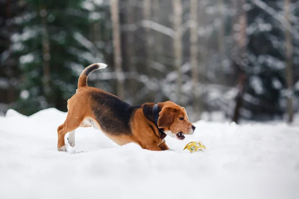 Pies rasy Beagle spaceru w lesie zimą — Zdjęcie stockowe