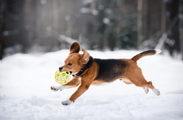 Köpek doğurmak kış ormanda yürüyüş Beagle — Stok fotoğraf