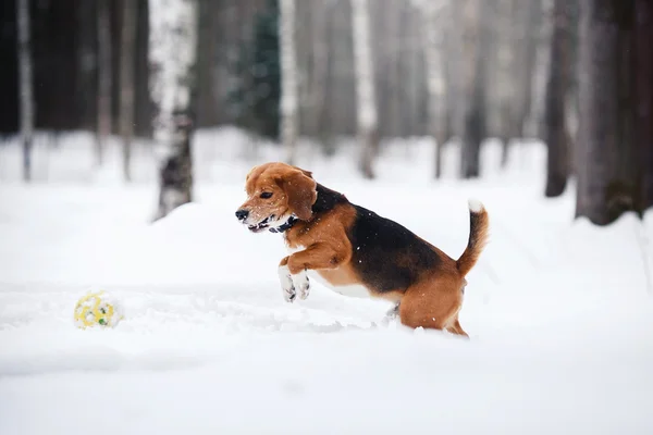 Порода собак Бигл гуляет в зимнем лесу — стоковое фото