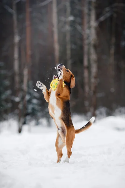 Köpek doğurmak kış ormanda yürüyüş Beagle — Stok fotoğraf