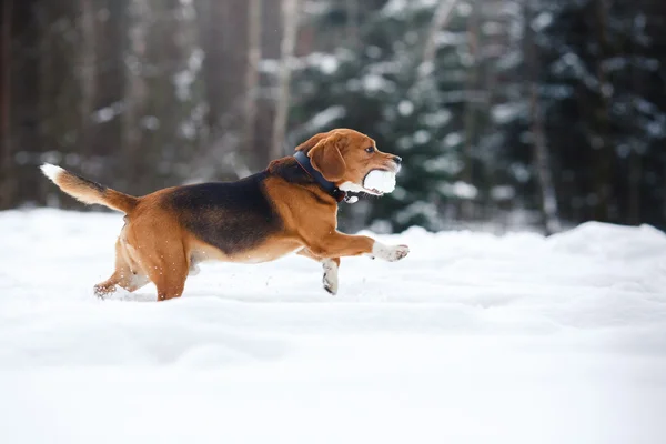 Pies rasy Beagle spaceru w lesie zimą — Zdjęcie stockowe