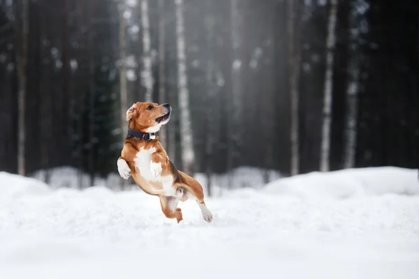 Hond ras Beagle wandelen in winter woud — Stockfoto