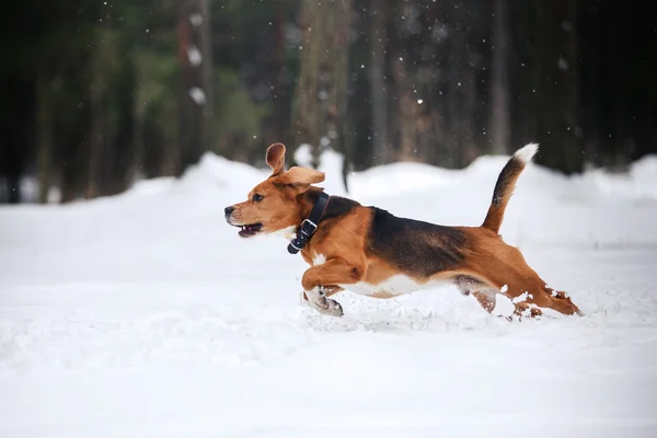 Razza di cane Beagle che cammina nella foresta invernale — Foto Stock