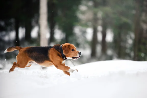 Köpek doğurmak kış ormanda yürüyüş Beagle — Stok fotoğraf