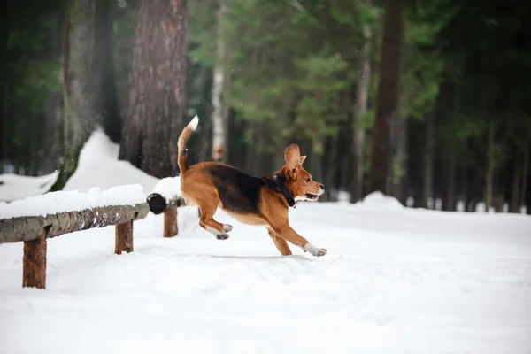 Raza de perros Beagle caminando en el bosque de invierno — Foto de Stock