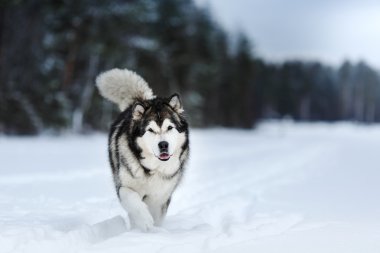 Köpek doğurmak Alaskan Malamute kışın yürüyüş