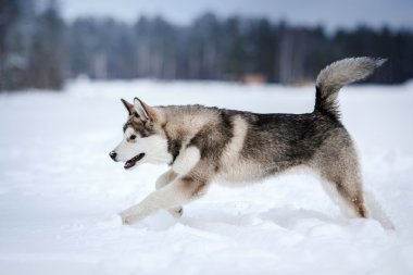 Köpek doğurmak Alaskan Malamute kışın yürüyüş