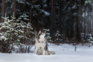 Köpek doğurmak Alaskan Malamute kışın yürüyüş