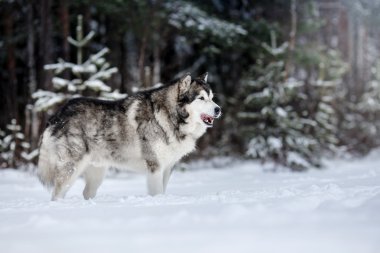 Köpek doğurmak Alaskan Malamute kışın yürüyüş