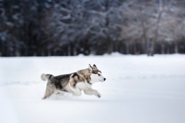 Köpek doğurmak Alaskan Malamute kışın yürüyüş