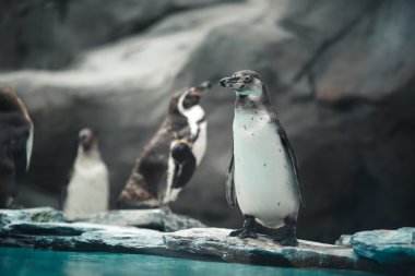 Doğal ortamda ayakta Humboldt penguenler