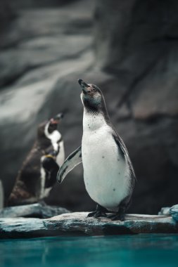 Doğal ortamda ayakta Humboldt penguenler