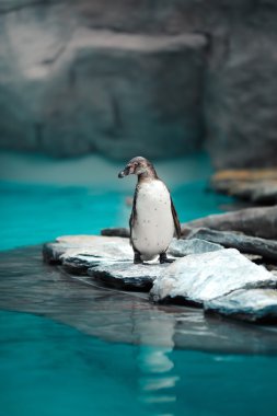 Doğal ortamda ayakta Humboldt penguenler