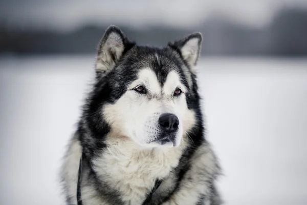Dog φυλή από την Αλάσκα Malamute περπάτημα το χειμώνα — Φωτογραφία Αρχείου