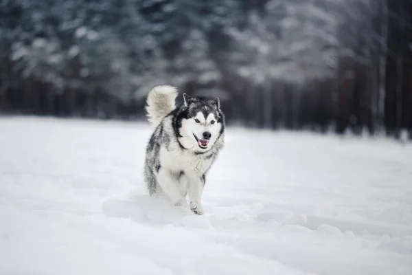 Hond fokken Alaskan Malamute wandelen in de winter — Stockfoto