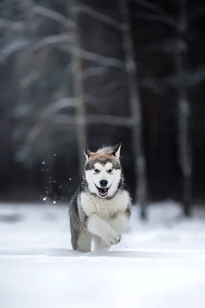 Hund rasen Alaskan Malamute promenader i vinter — Stockfoto