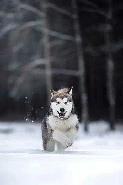 Köpek doğurmak Alaskan Malamute kışın yürüyüş — Stok fotoğraf