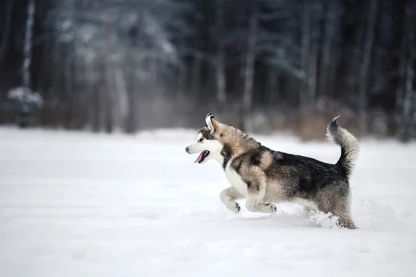 Hond fokken Alaskan Malamute wandelen in de winter — Stockfoto