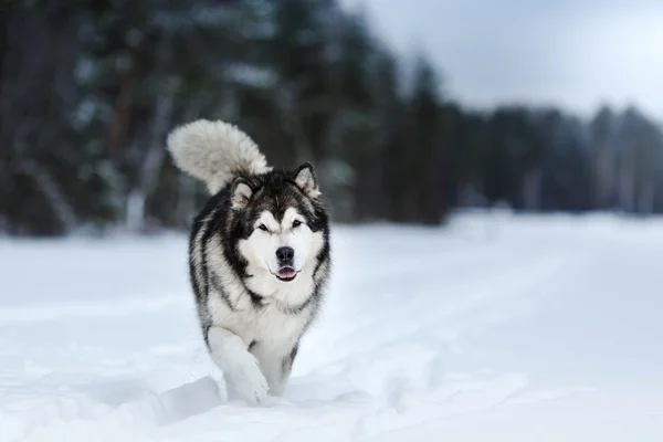 Hund rasen Alaskan Malamute promenader i vinter — Stockfoto
